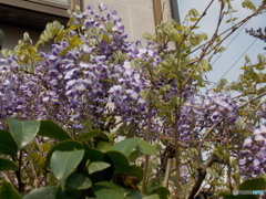 見ごろの藤の花