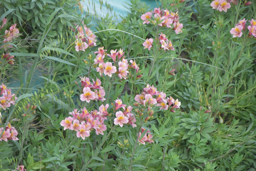 遠くに見える花