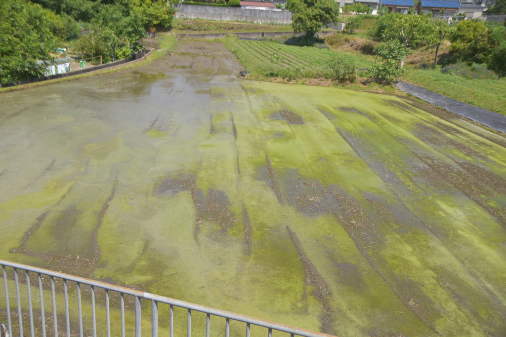 田植え後