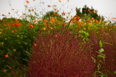 炎のような＊＊＊