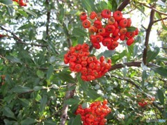 赤尽くし 其の二