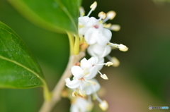 柊(ひいらぎ)の花