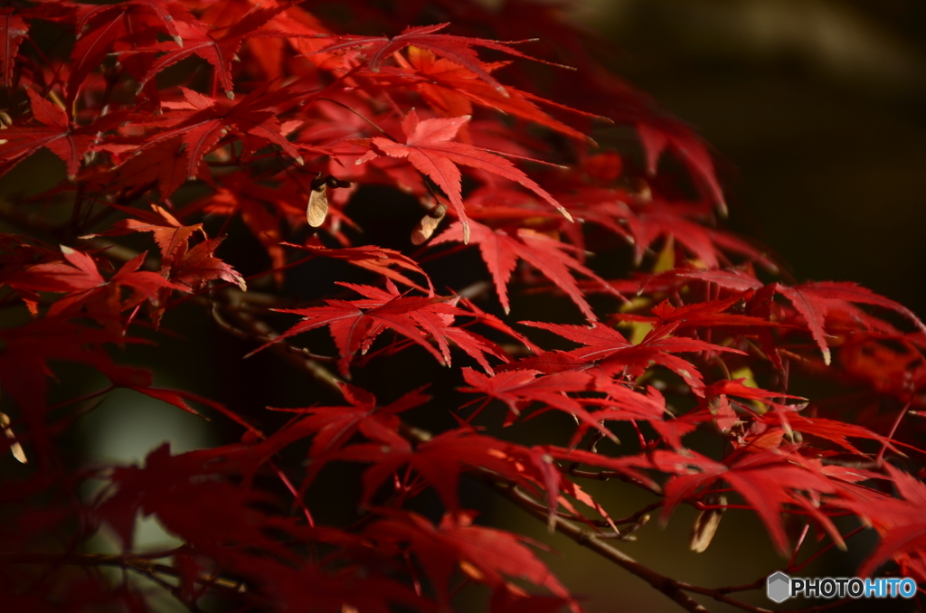 シリーズ　紅葉