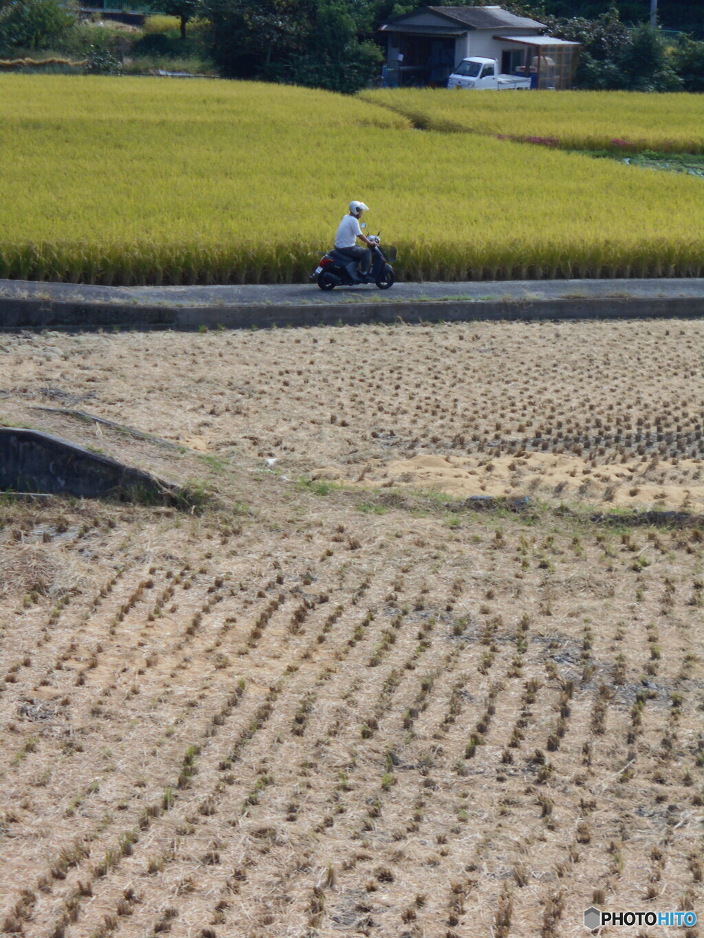 稲刈り跡と稲穂