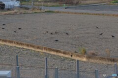 田んぼにカラスたち