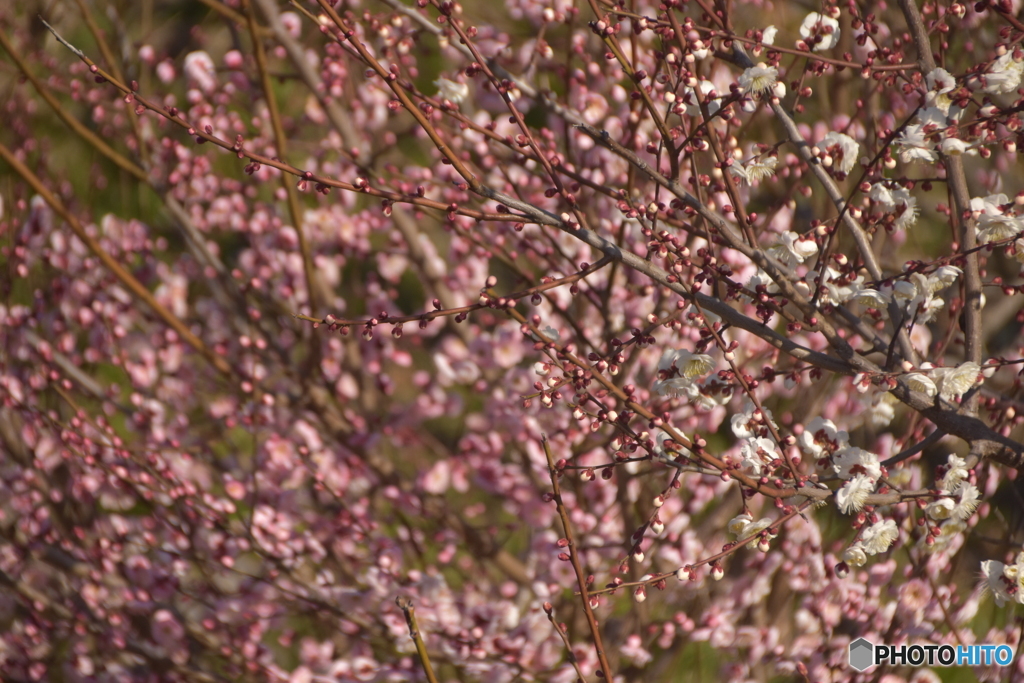 めでたい梅の花