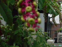 ぼかし気味で！