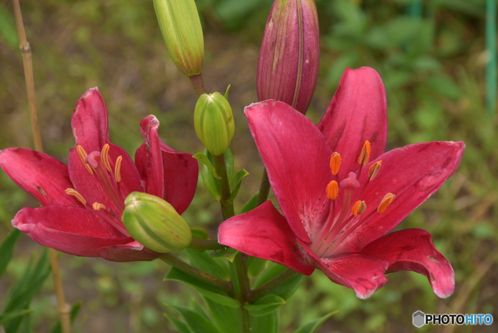 畑に咲いてたよ！