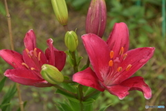 畑に咲いてたよ！