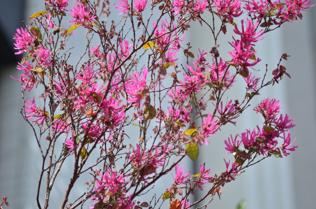 ベニバナ、トキハ，マンサク１