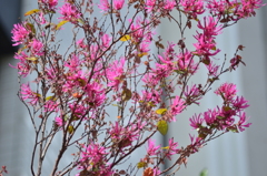 ベニバナ、トキハ,マンサク1