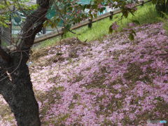 八重桜