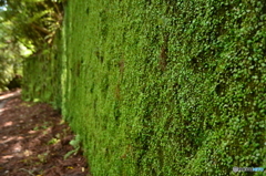 山林の苔群