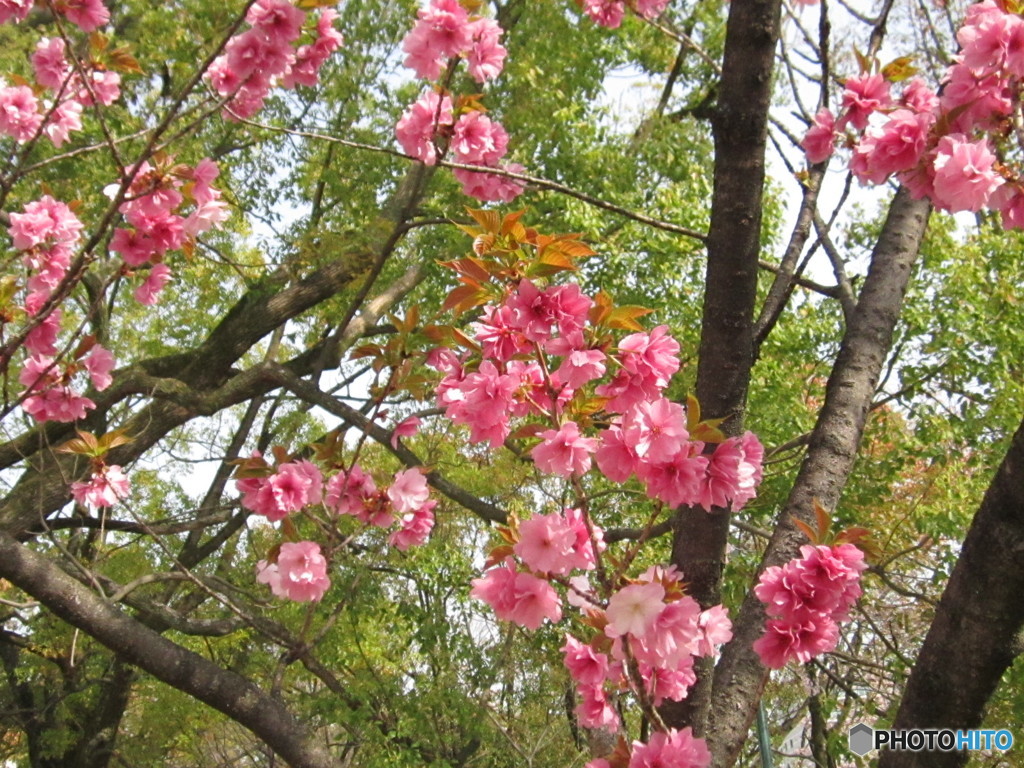 紅八重の桜