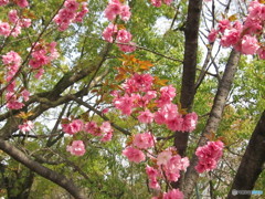 紅八重の桜