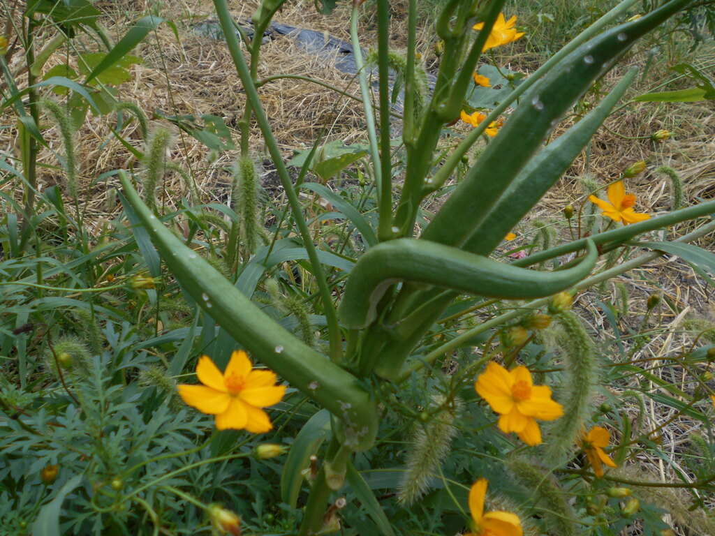 これオクラかな？