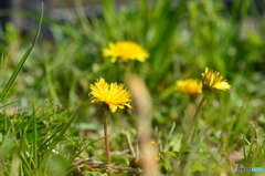 タンポポをメインに