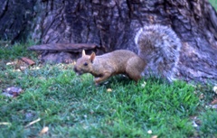 トロント　の公園にてリス君です