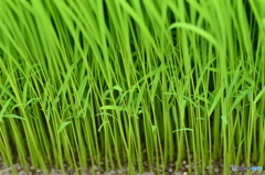 機械で植える稲