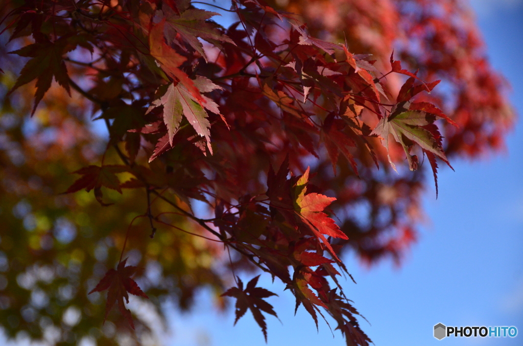 一部紅葉２