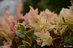 花または葉っぱ