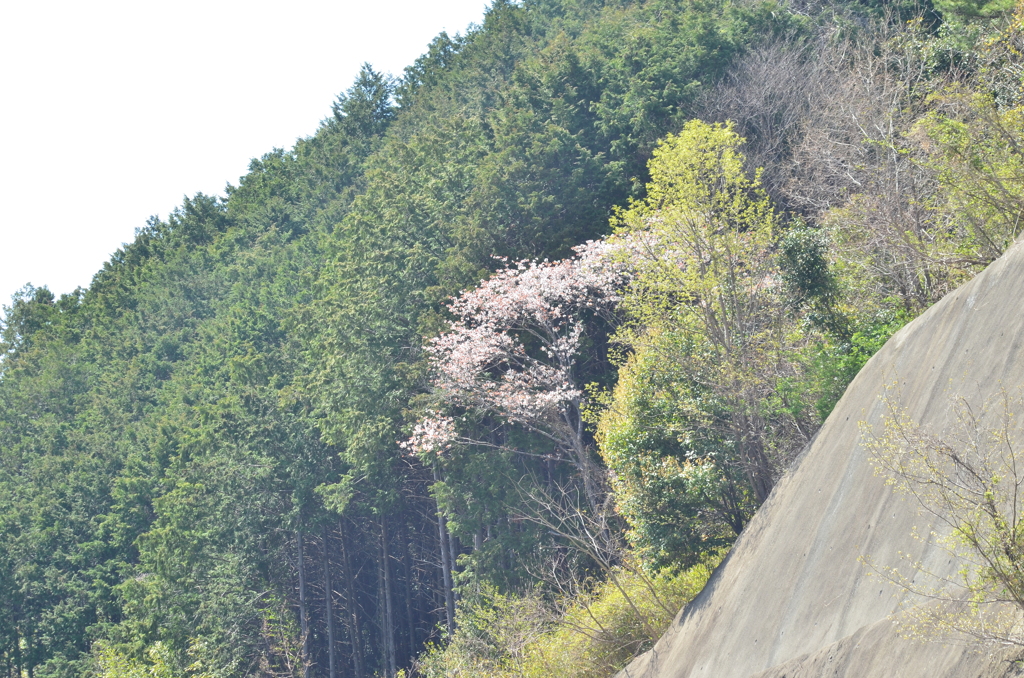 山桜