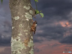 夕景と油セミ