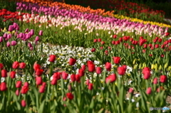 アイスチューリップ