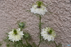 実だこれから咲くよ