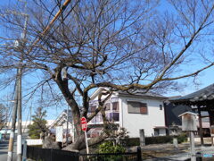 一つの大木から