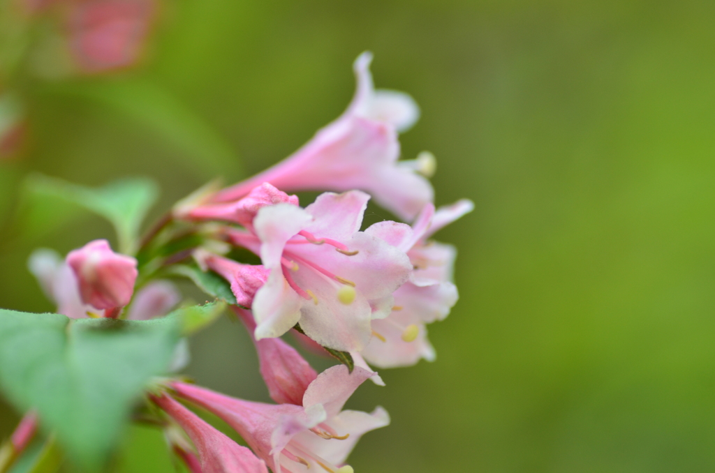 山里に咲いてた花