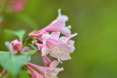 山里に咲いてた花