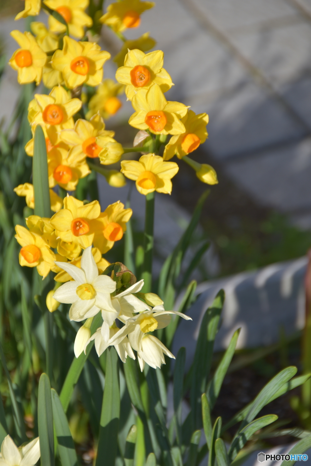 同じくスイセンの花