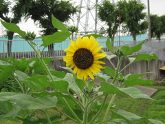 今年のひまわり