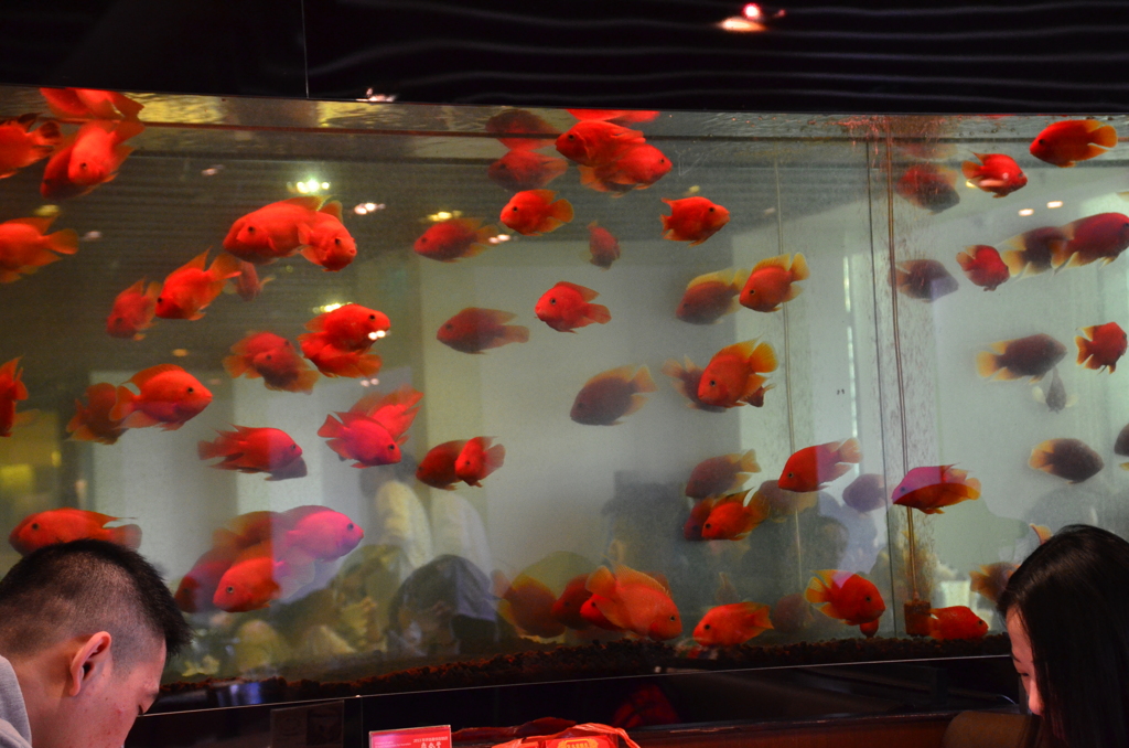 食べ物ではありません