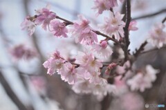 こんなん、咲いてました