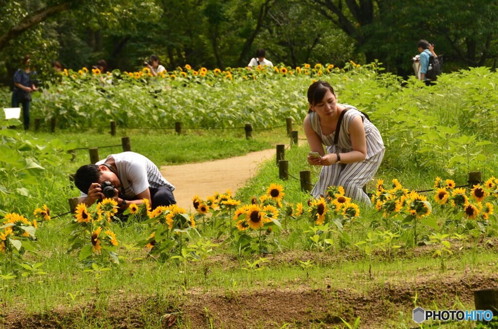 今は向日葵これのみ