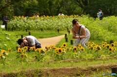 今は向日葵これのみ