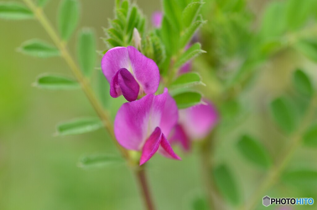 ピンクの花
