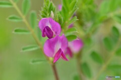 ピンクの花