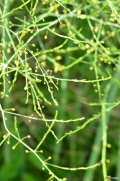 伸びきると。。。!