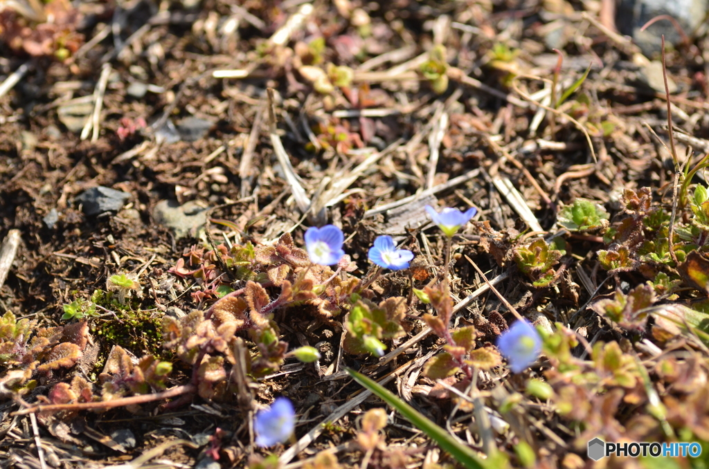 こまい雑草の花
