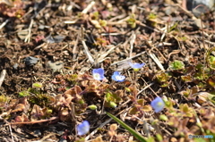 こまい雑草の花