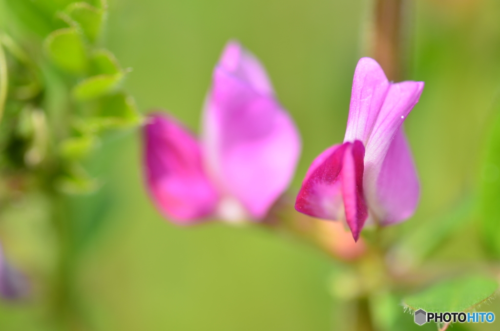 雑草の花１