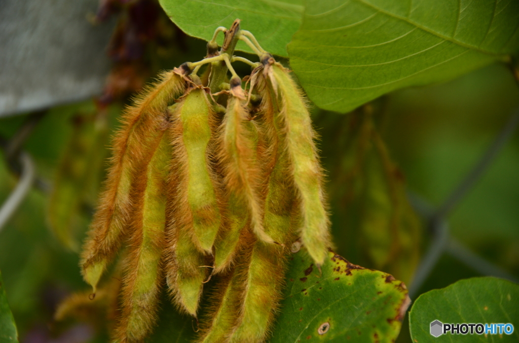 葛に出来てたよ