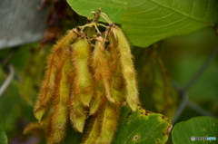 葛に出来てたよ