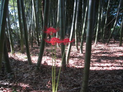 曼珠沙華の赤