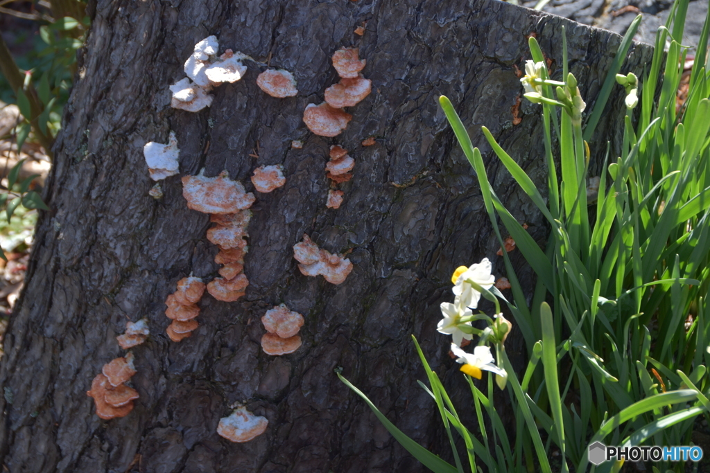 枯れ木にキノコ