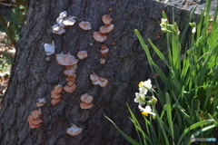 枯れ木にキノコ