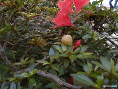 なんかわからん